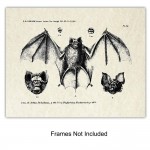 Bats Wall Decor Vintage Retro Hipster Goth Art Home or Room Decoration Gift for Gothic Horror Vampire Fans 8x10 UNFRAMED Creepy Scary Anatomical Picture Poster Print Set