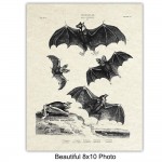 Bats Wall Decor Vintage Retro Hipster Goth Art Home or Room Decoration Gift for Gothic Horror Vampire Fans 8x10 UNFRAMED Creepy Scary Anatomical Picture Poster Print Set