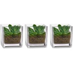 PARNOO Set of 3 Glass Square Vases 4 x 4 Inch – Clear Cube Shape Flower Vase Candle Holders Perfect as a Wedding Centerpieces Home Decoration