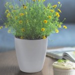 SAND MINE Self Watering Planter White Flower Pot 6 XL