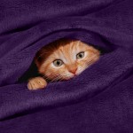 Utopia Bedding Fleece Blanket Throw Size Purple 300 GSM Soft Fuzzy Anti-Static Microfiber Throw Blanket for Sofa Couch & Bed